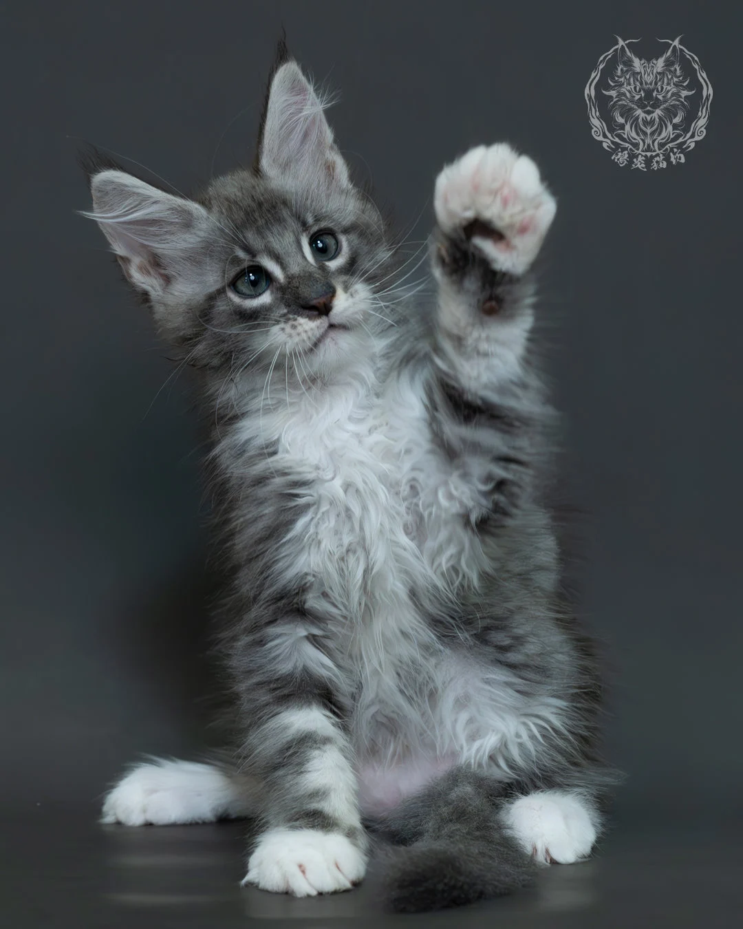 藍銀虎斑緬因貓 8