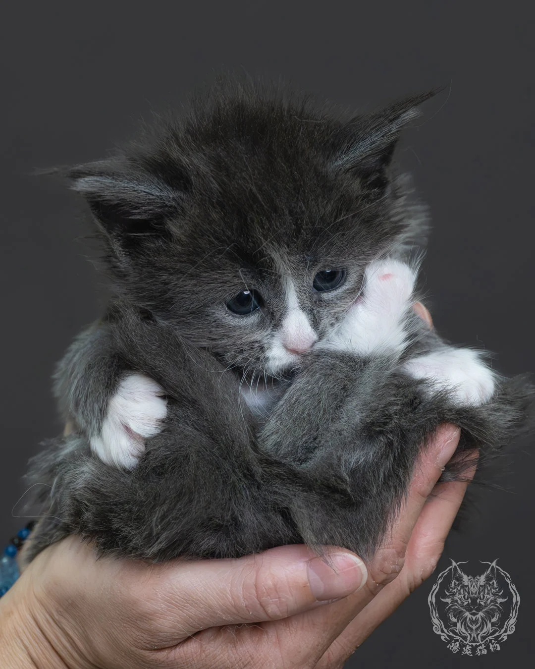 藍煙燻緬因貓 2