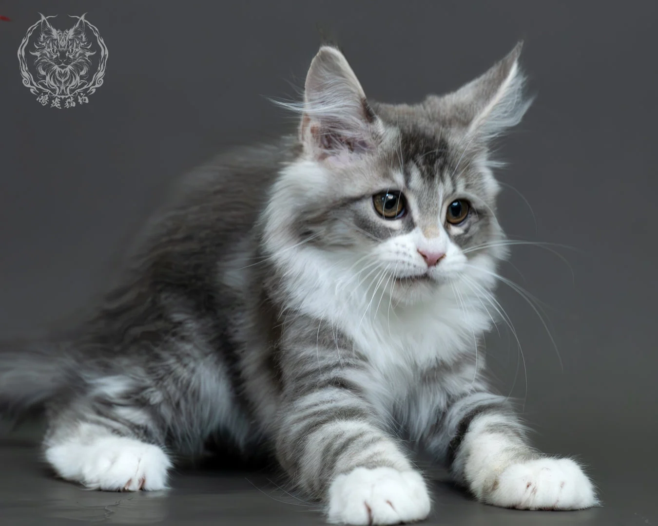 藍銀虎斑緬因貓 18