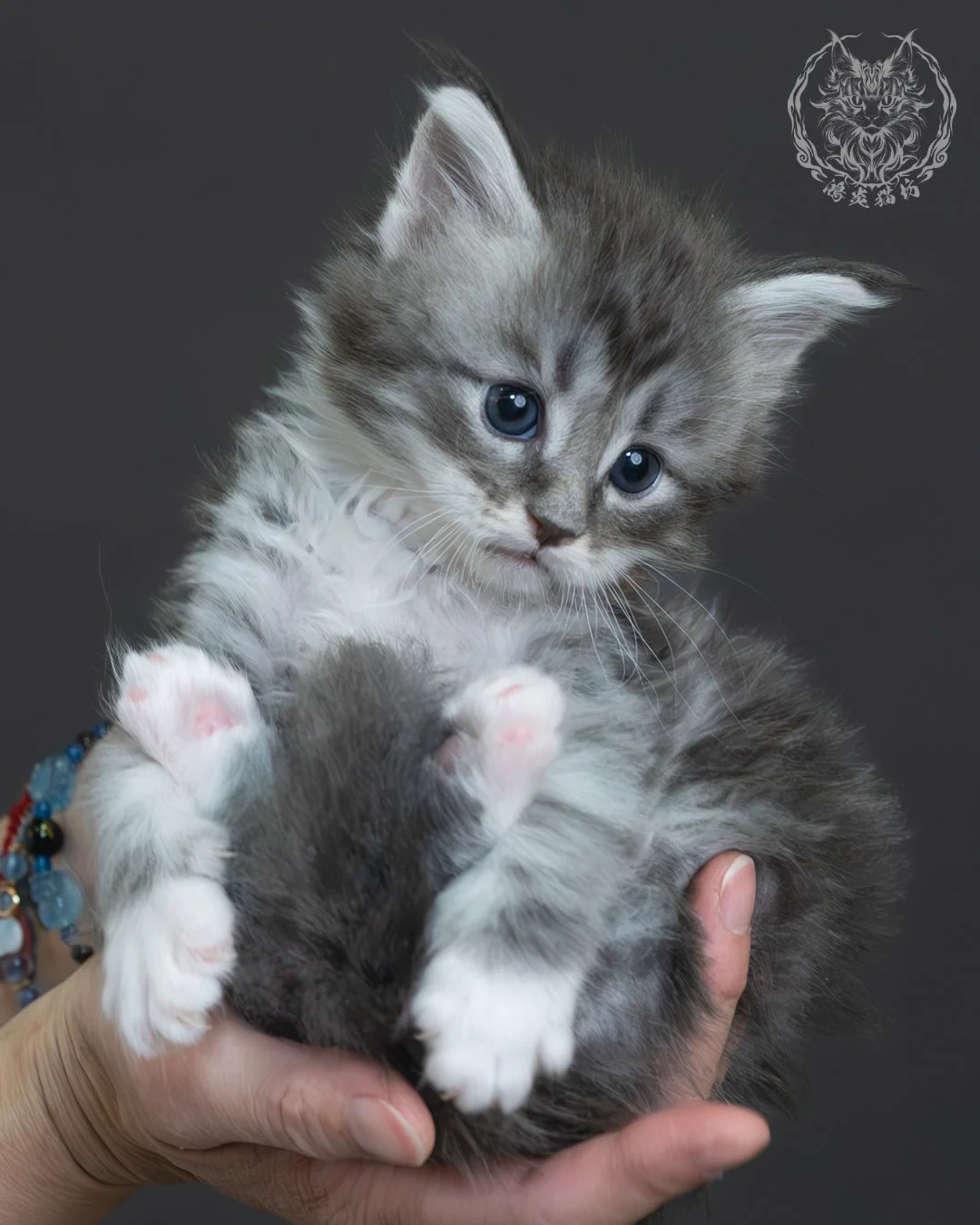 藍銀虎斑緬因貓 6