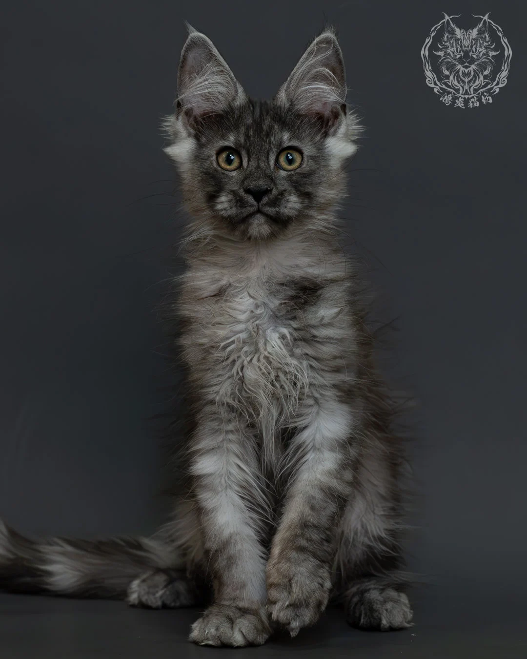 黑銀虎斑緬因貓 2