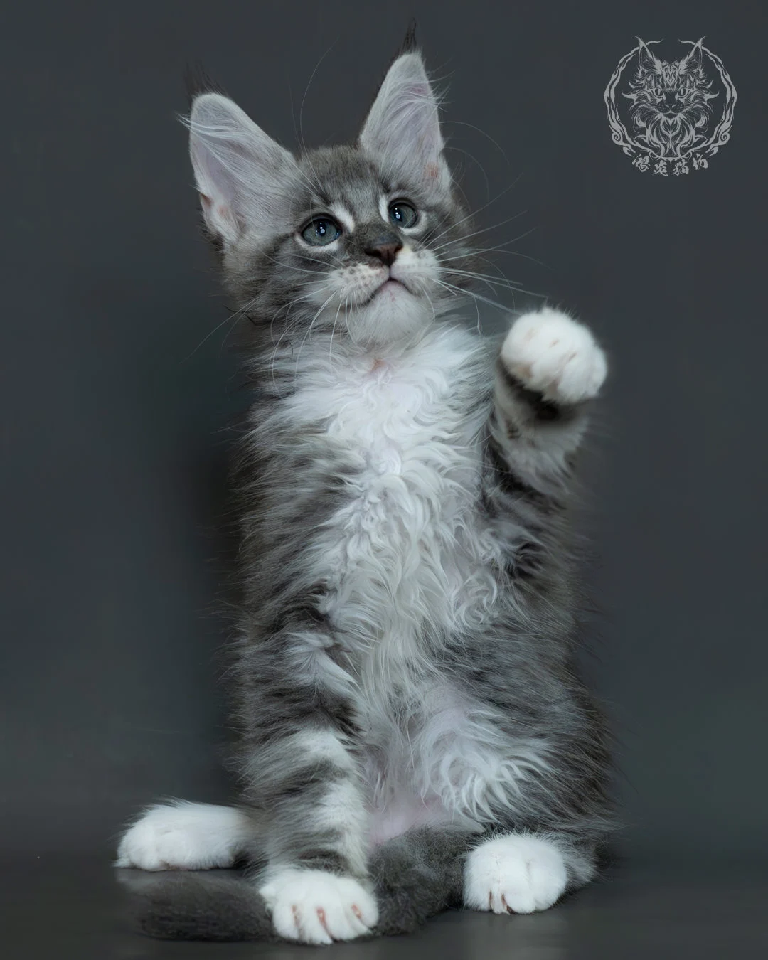 藍銀虎斑緬因貓 5