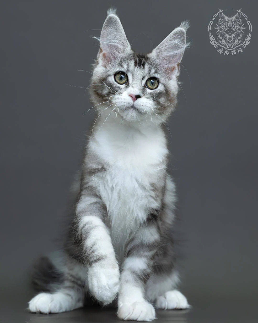 藍銀虎斑緬因貓 9