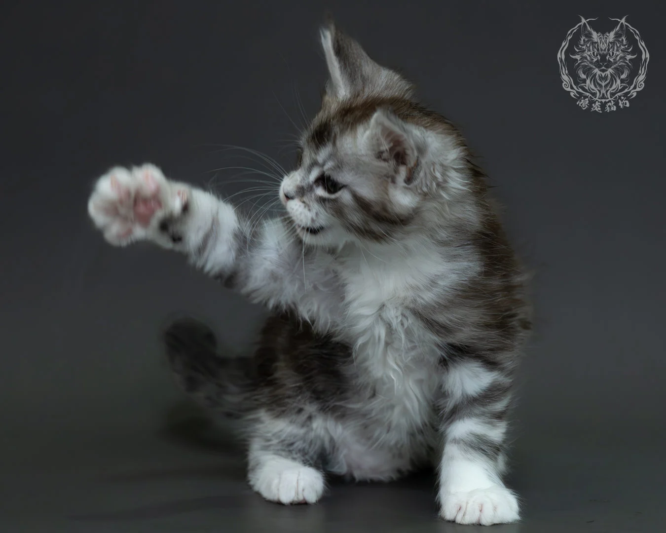 黑銀虎斑緬因貓 15