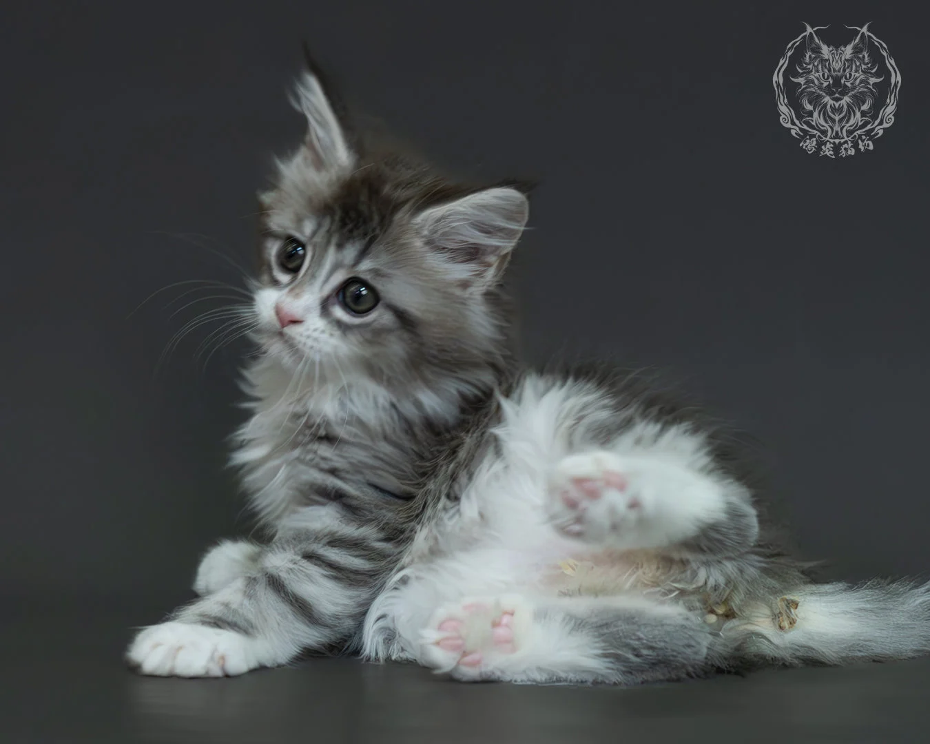 藍銀虎斑緬因貓 8