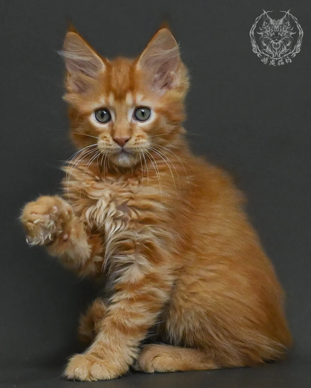 紅虎斑緬因貓 7