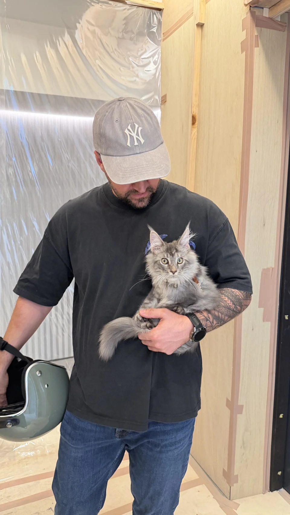 Han Solo Blue Silver Tabby Maine Coon Held 1