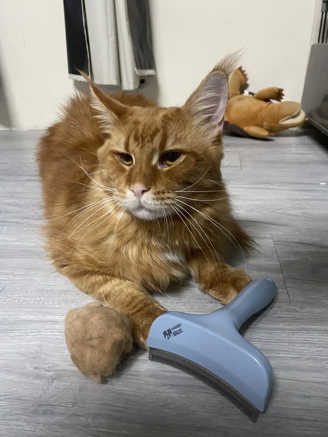 Hongyan Maine Coon Guoer Red Tabby Daily Life 01