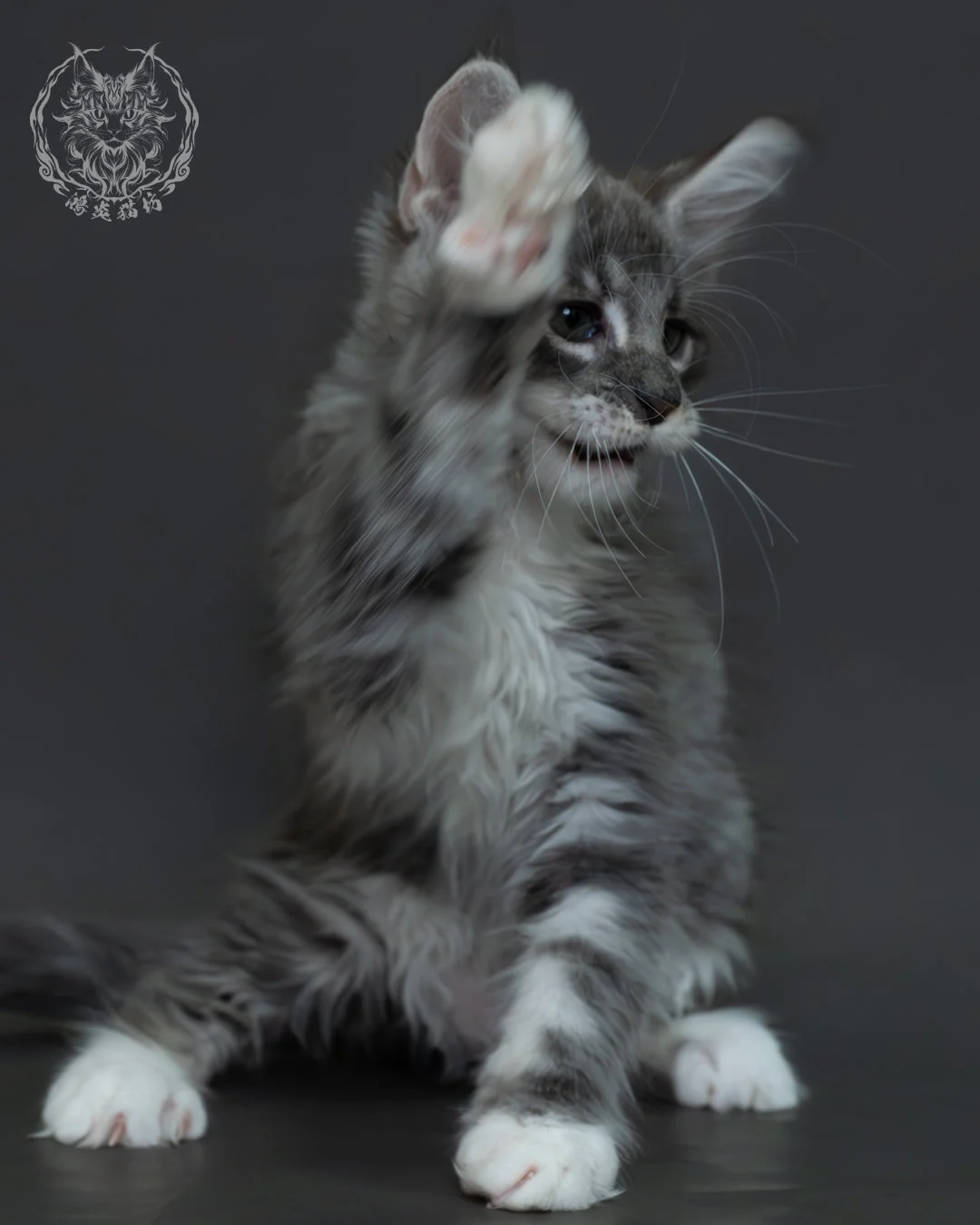 藍銀虎斑緬因貓 16