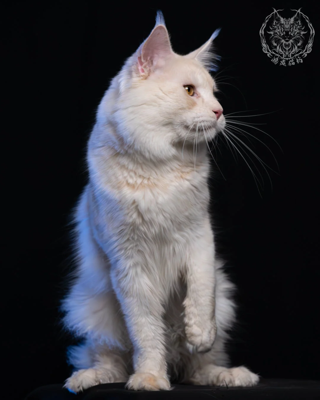 乳煙陰影緬因貓 7