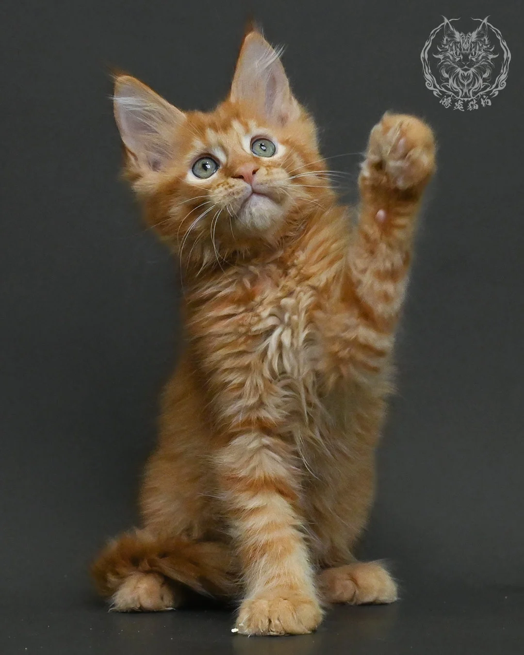 紅虎斑緬因貓 13