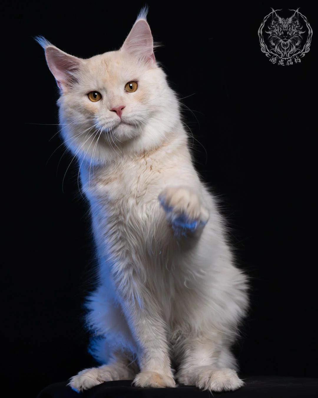 乳煙陰影緬因貓 6