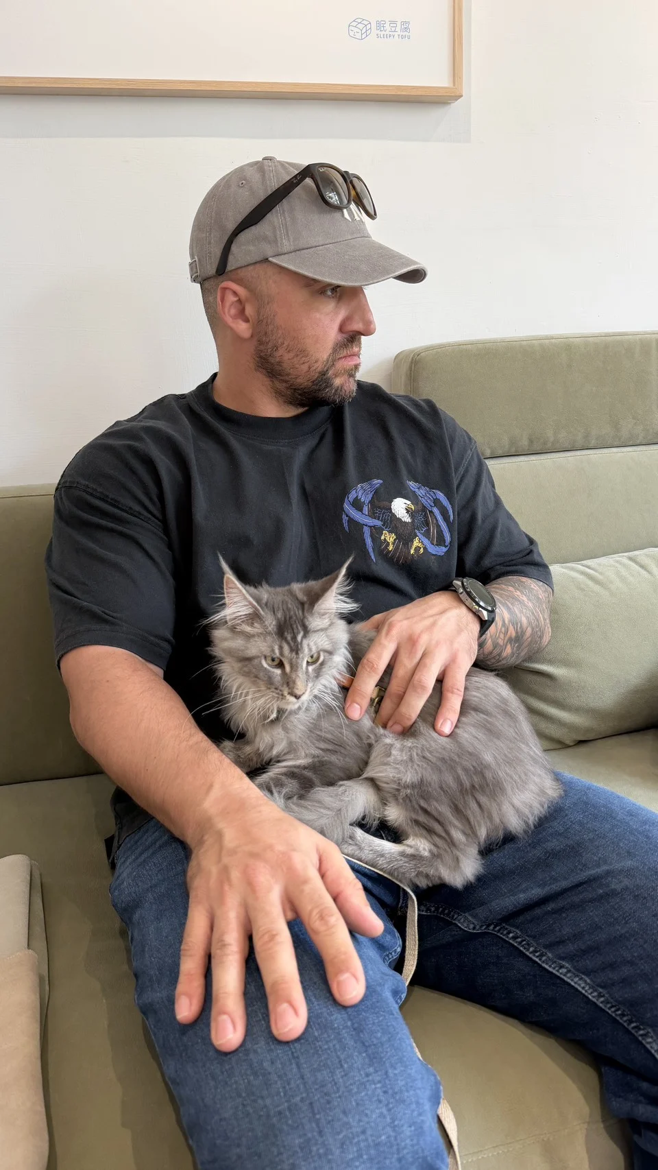 Han Solo Blue Silver Tabby Maine Coon Held 3