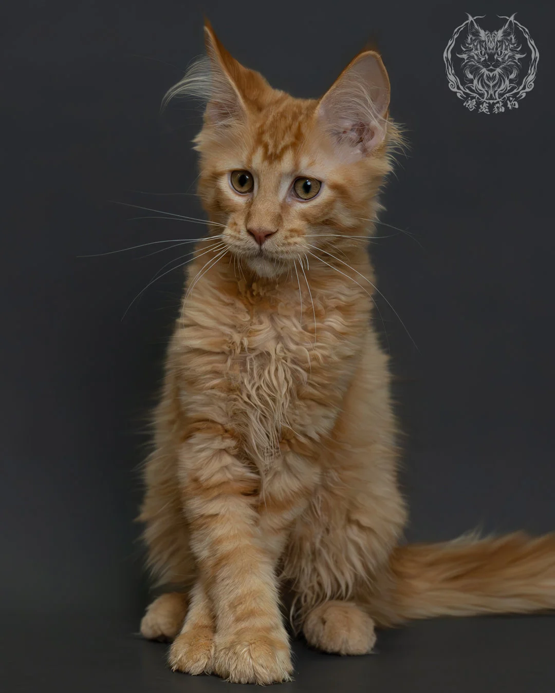 紅虎斑緬因貓 7