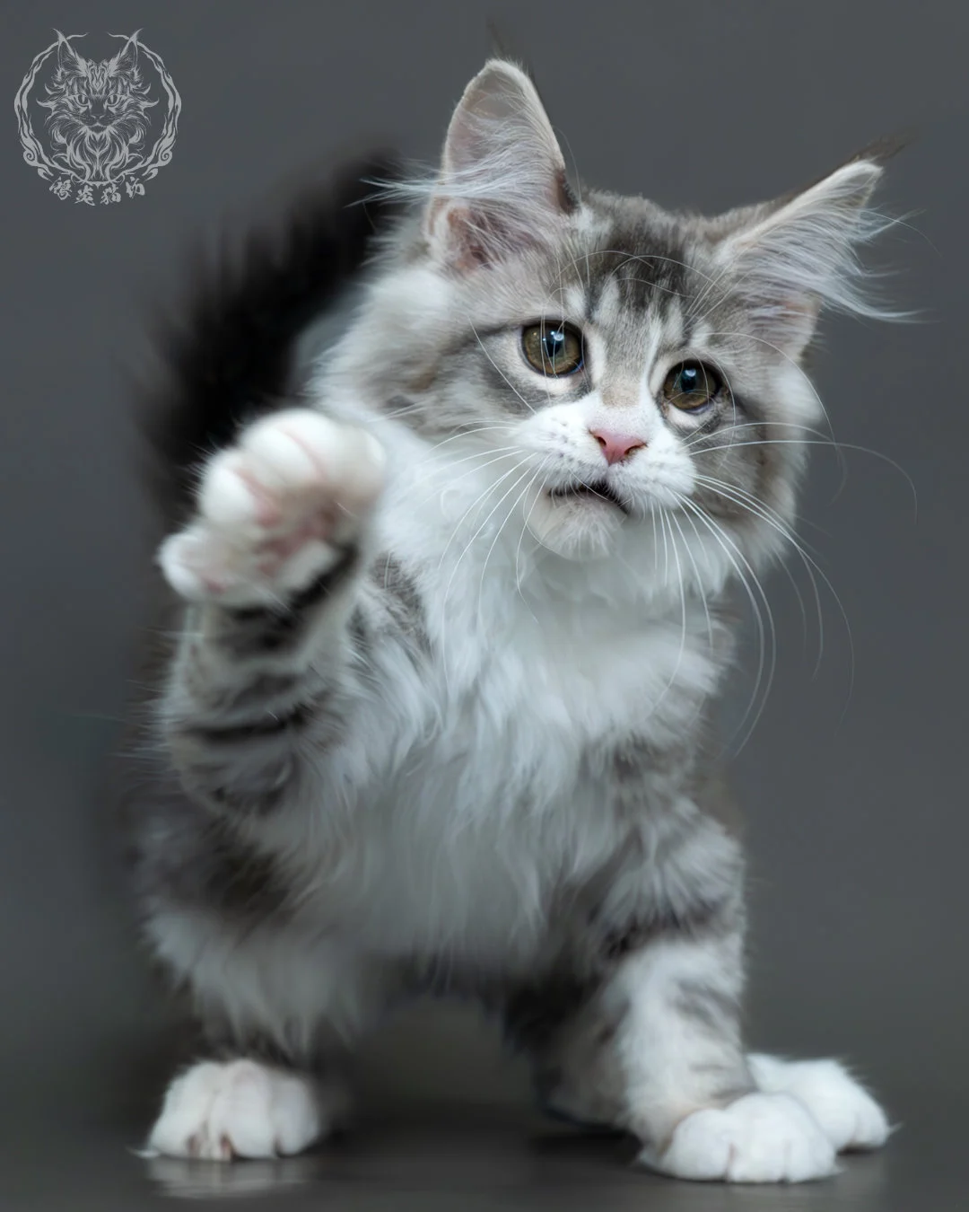 藍銀虎斑緬因貓 15