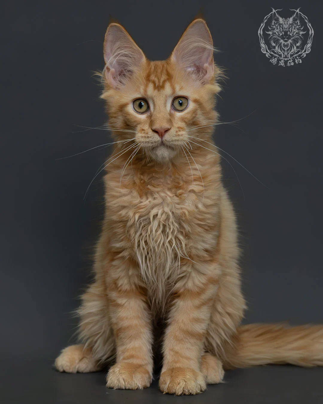 紅虎斑緬因貓 11