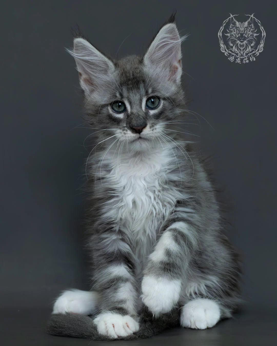 藍銀虎斑緬因貓 4