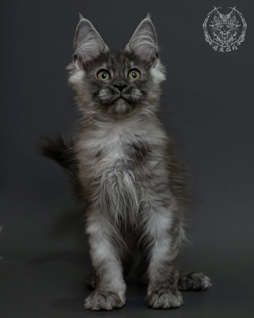 黑銀虎斑緬因貓 8