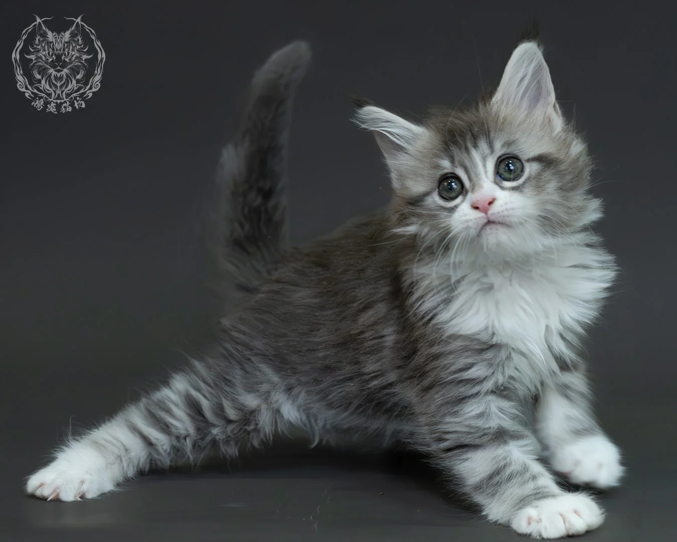 藍銀虎斑緬因貓 10