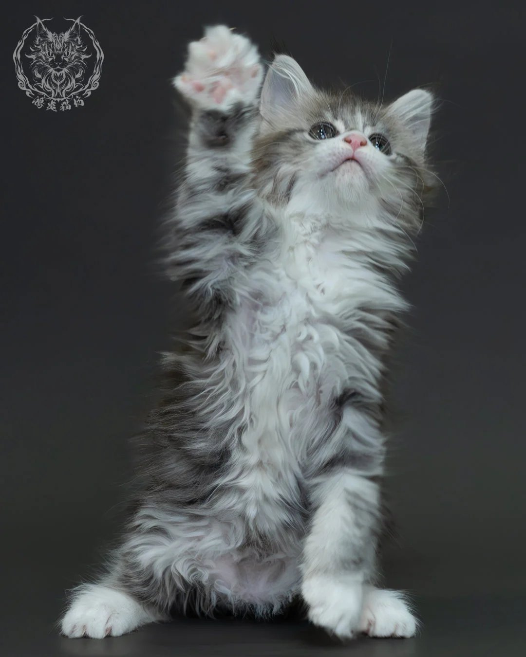 藍銀虎斑緬因貓 6