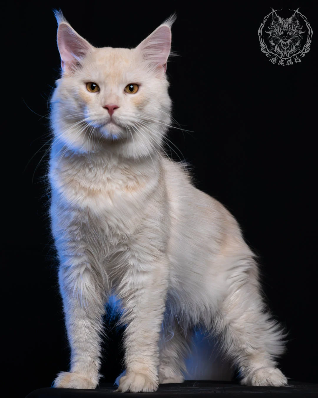 乳煙陰影緬因貓 4