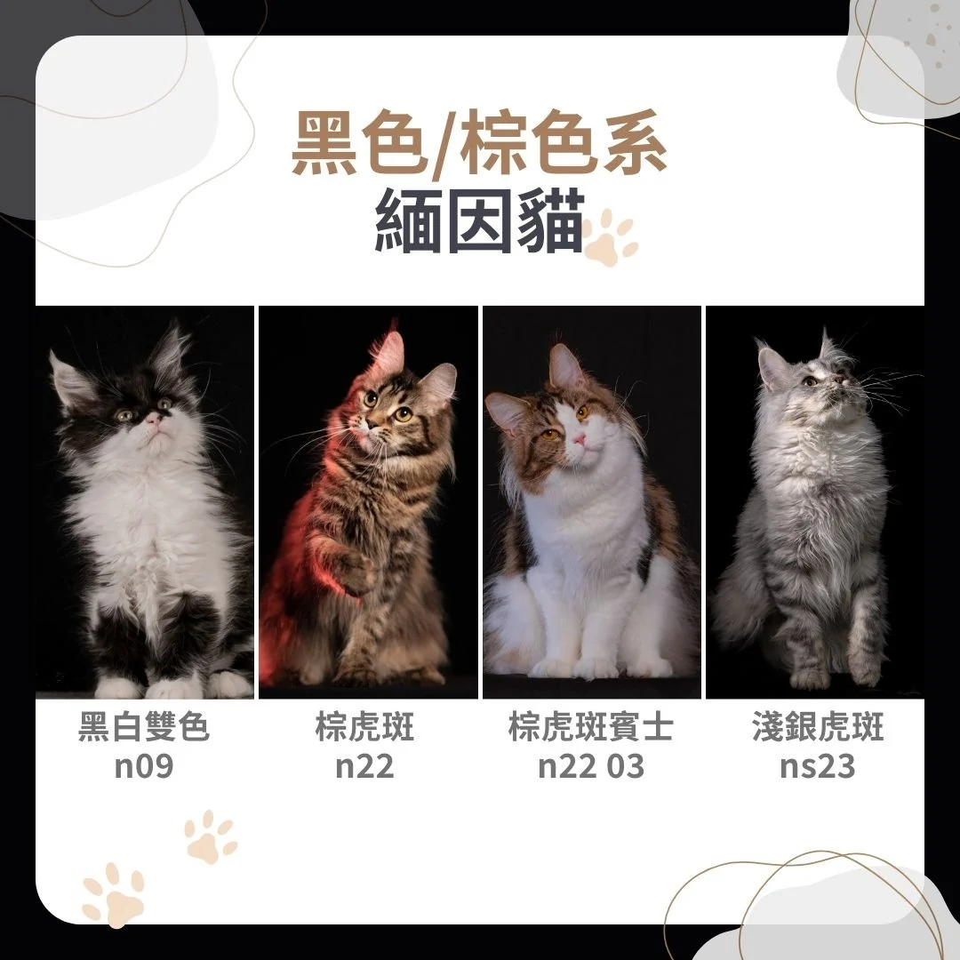 黑色/棕色緬因貓