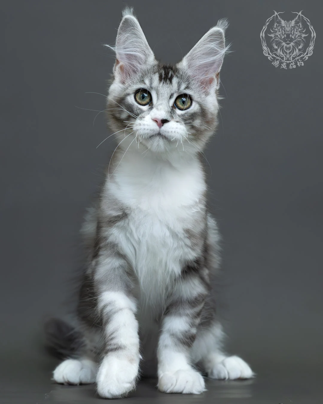 藍銀虎斑緬因貓 10