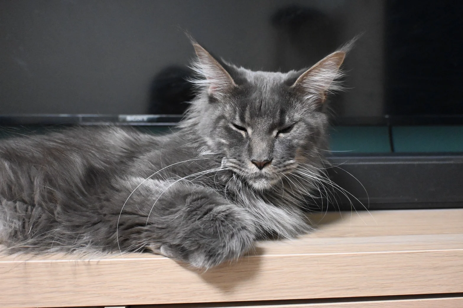 藍虎斑緬因貓 Urara 日常生活照，展現穩定性格與蓬鬆毛量