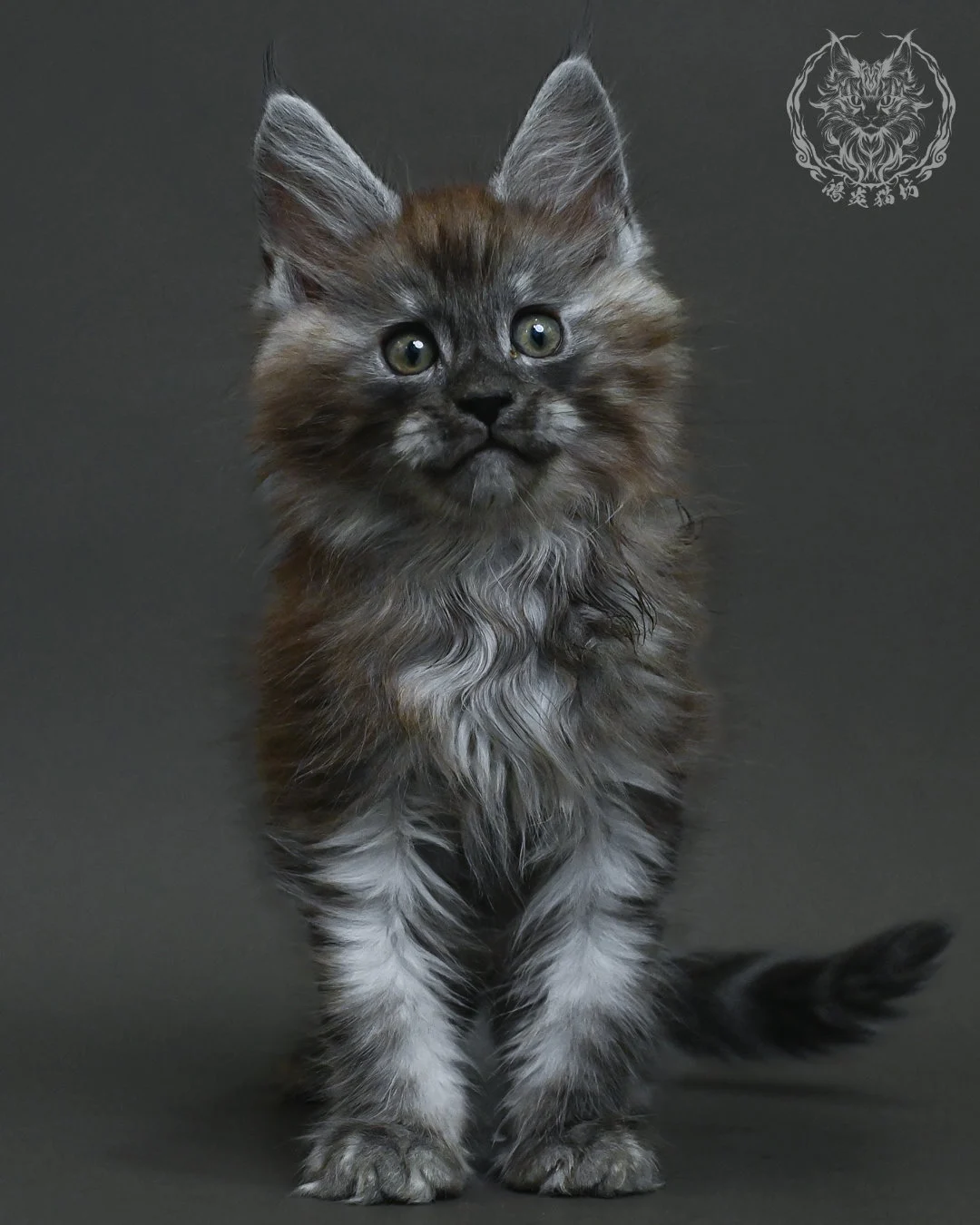 黑銀虎斑緬因貓 16