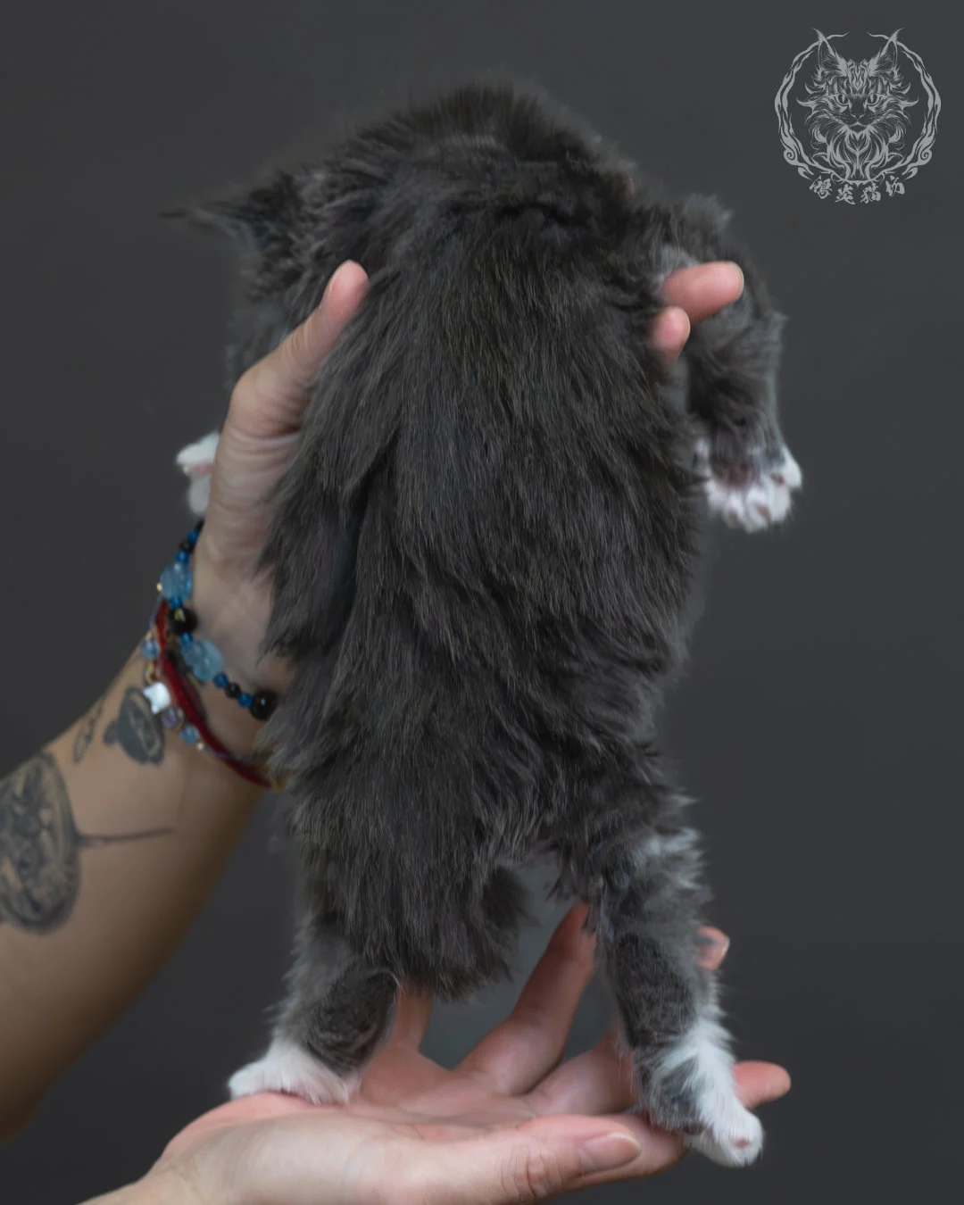 藍煙燻緬因貓 8