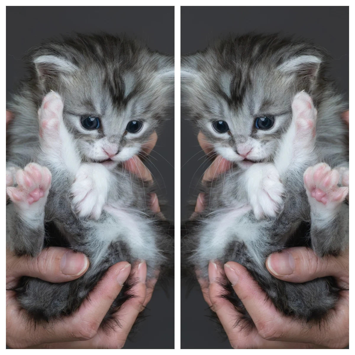 黑銀虎斑緬因貓