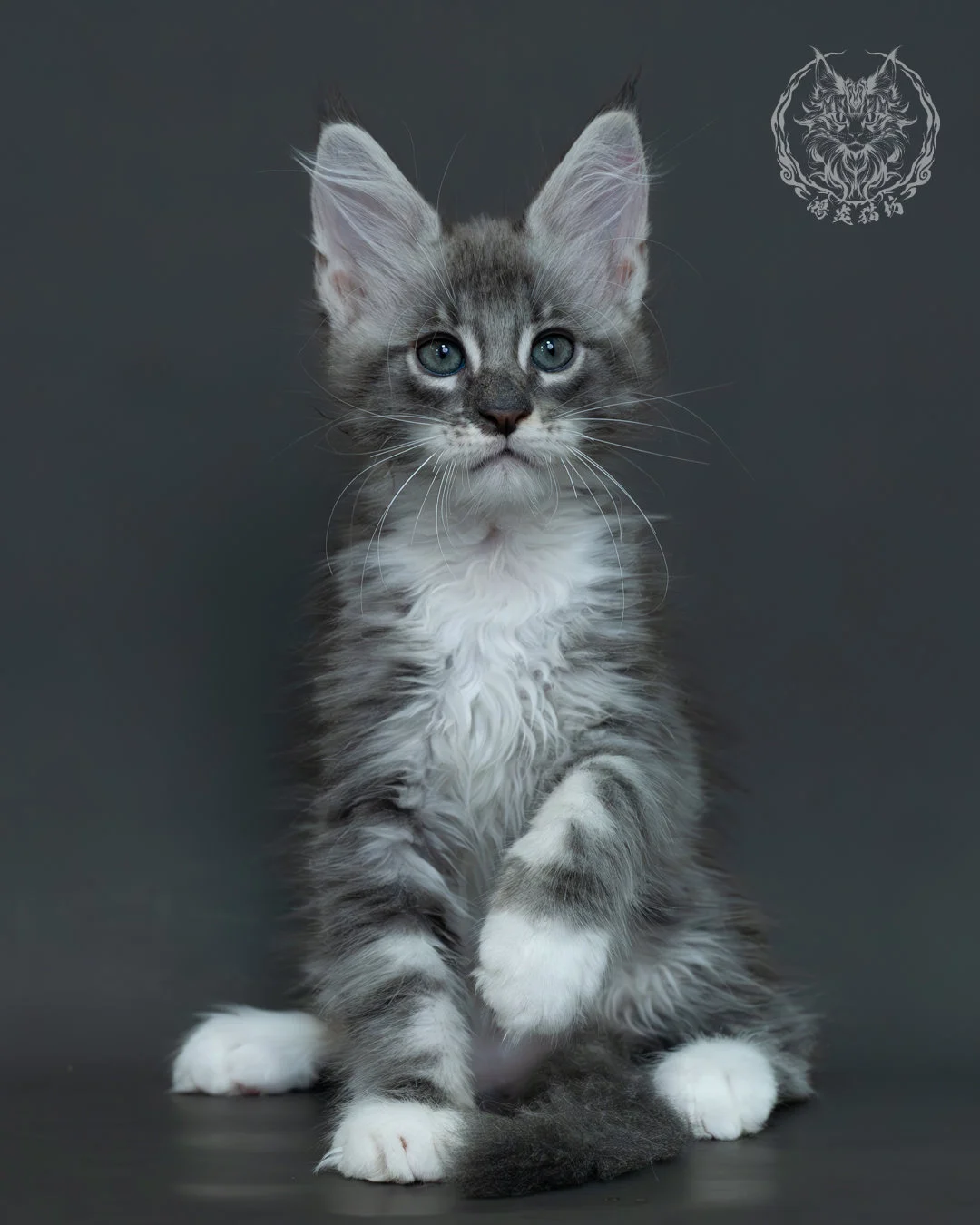 藍銀虎斑緬因貓 9