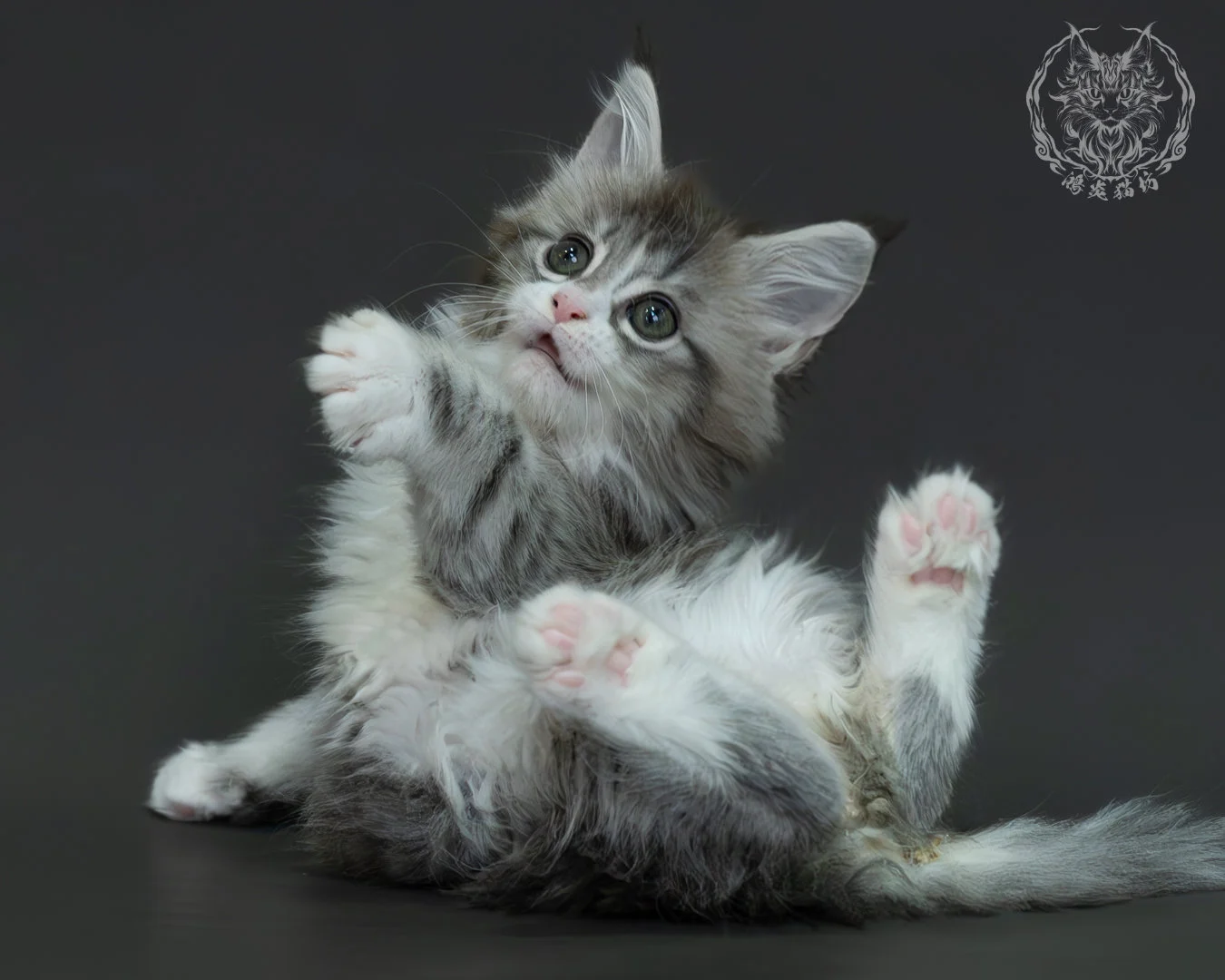 藍銀虎斑緬因貓 7