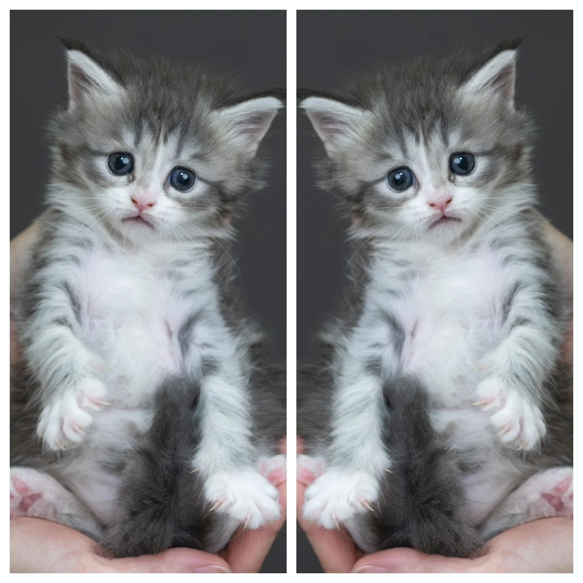 藍銀虎斑緬因貓