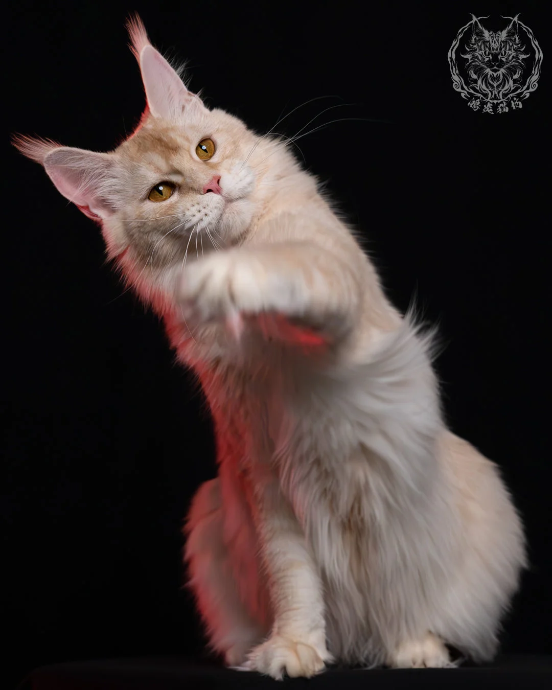 乳銀陰影緬因貓 2