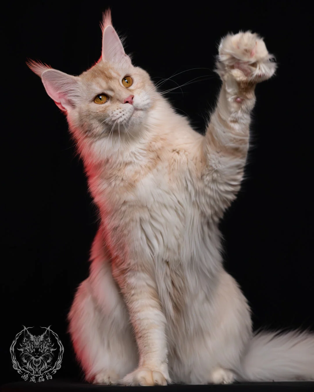 乳銀陰影緬因貓 3