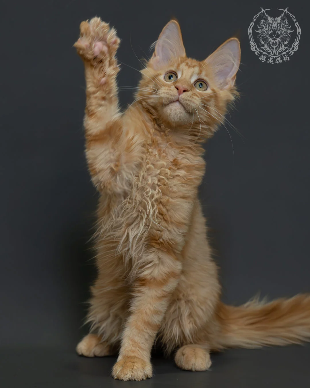 紅虎斑緬因貓 5