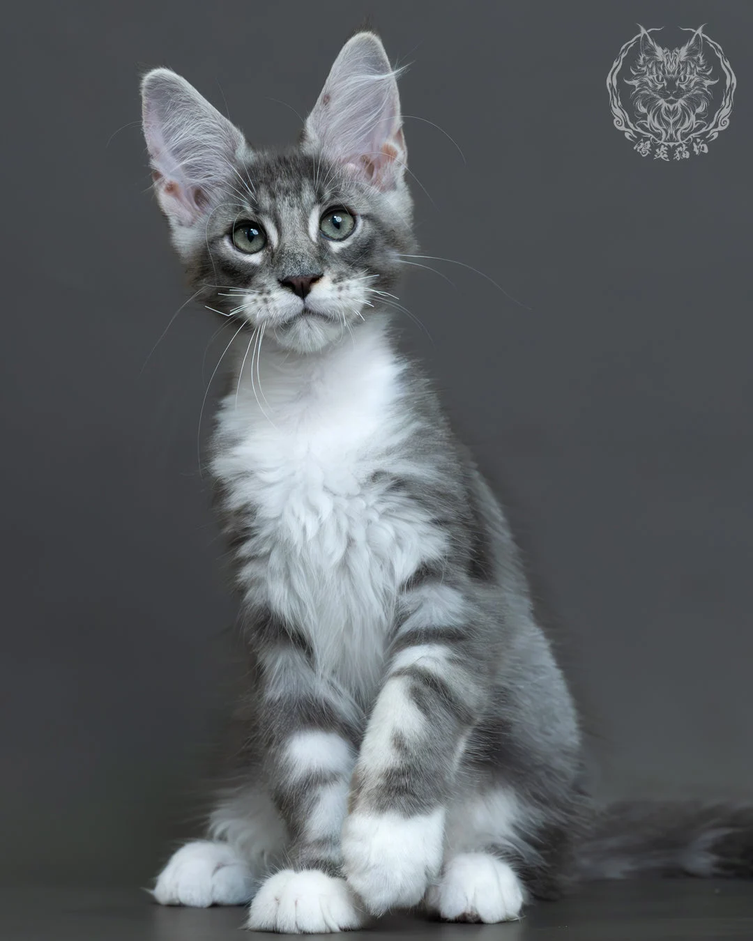 藍銀虎斑緬因貓 6