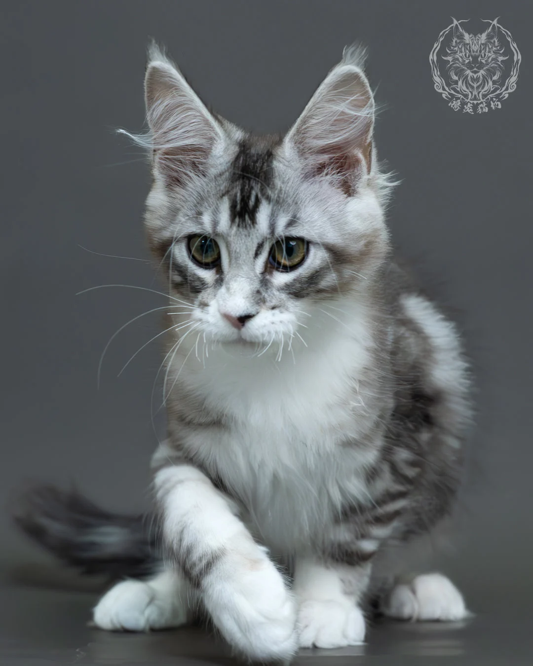 藍銀虎斑緬因貓 7