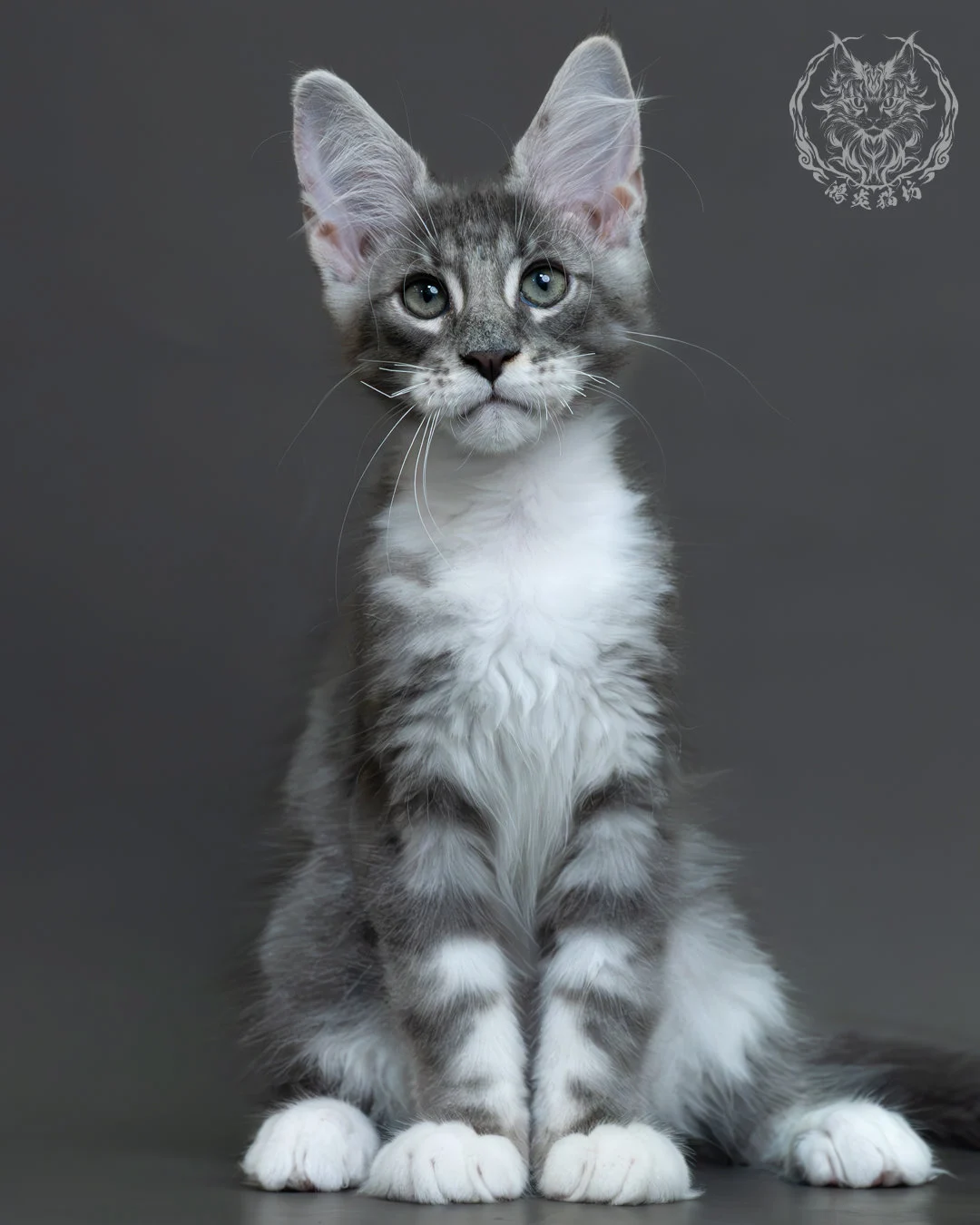 藍銀虎斑緬因貓 12