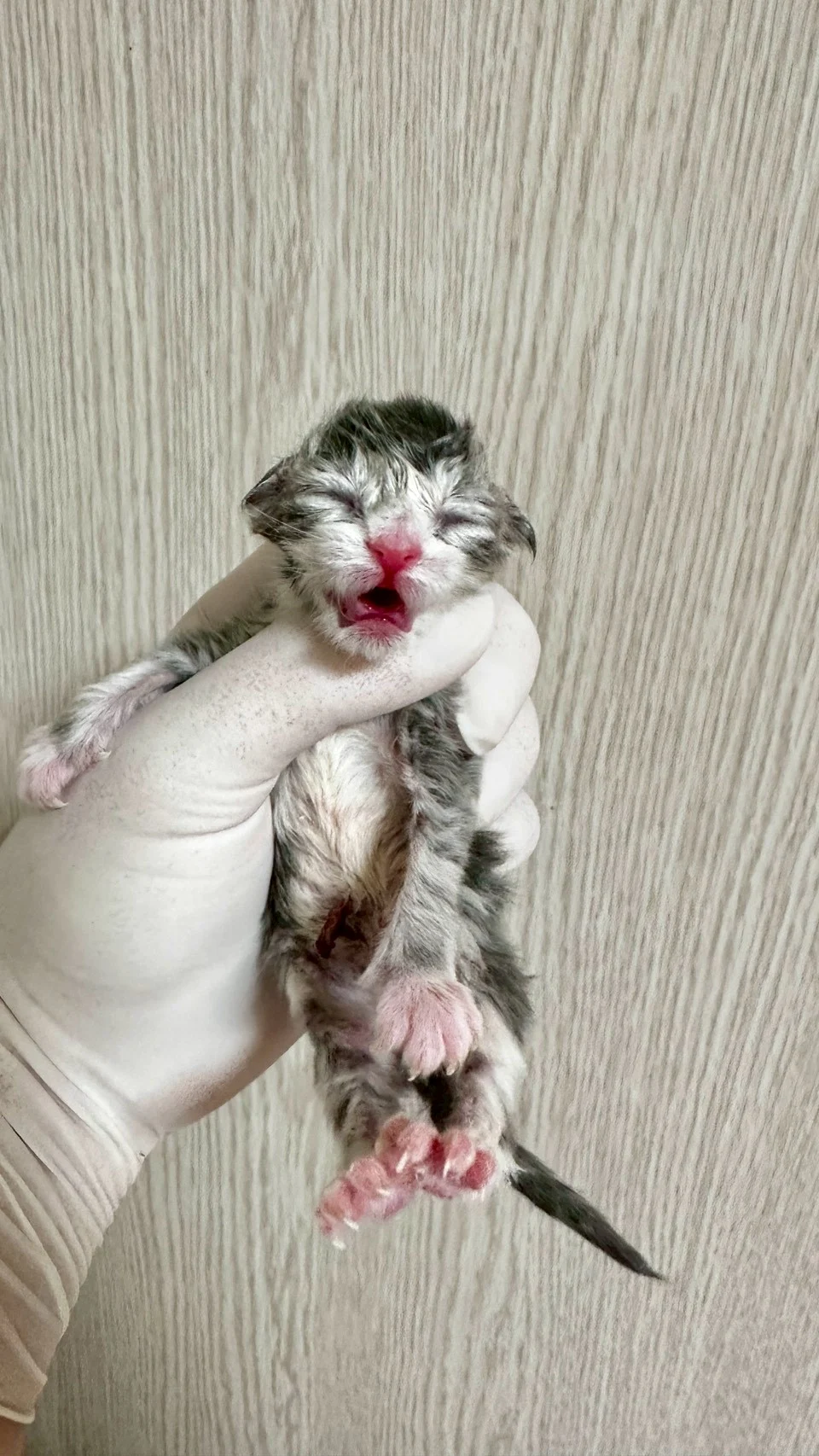 藍銀虎斑緬因貓