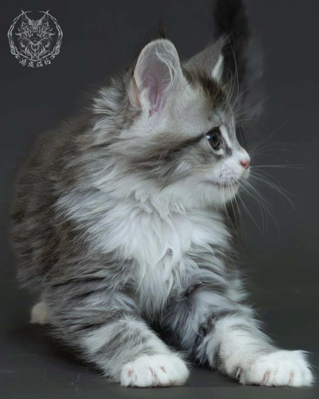 藍銀虎斑緬因貓 5