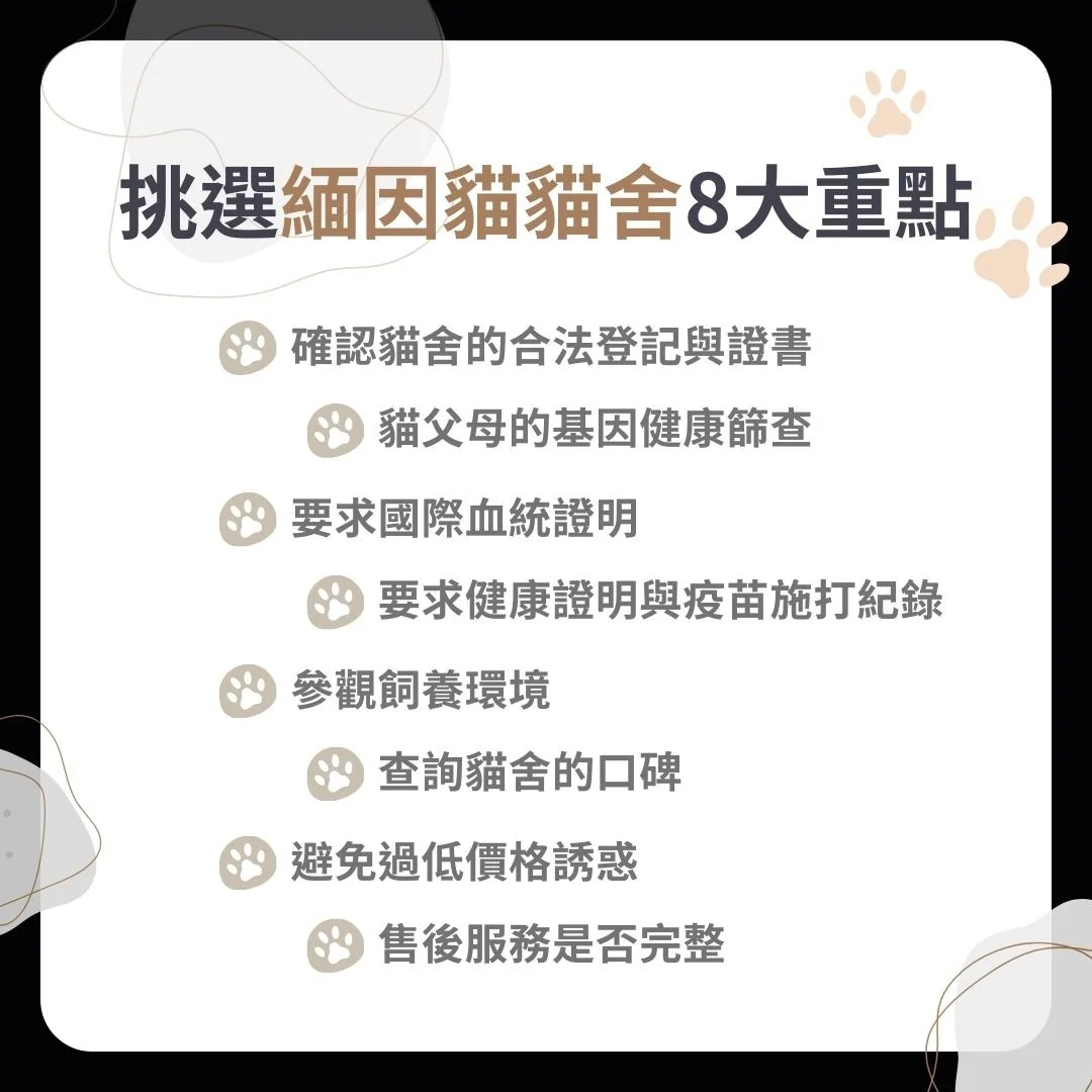 挑選緬因貓貓舍