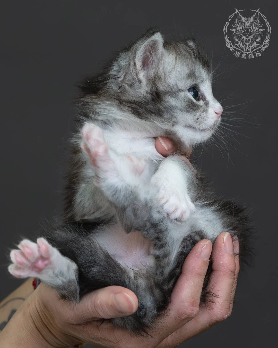 黑銀虎斑緬因貓 5