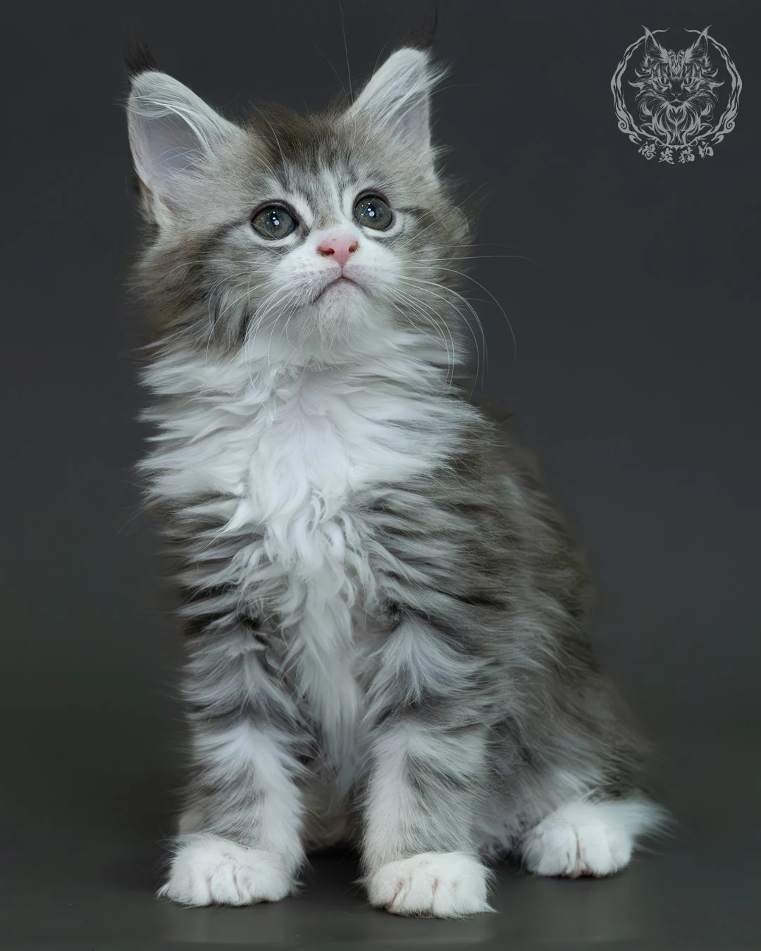 藍銀虎斑緬因貓 2