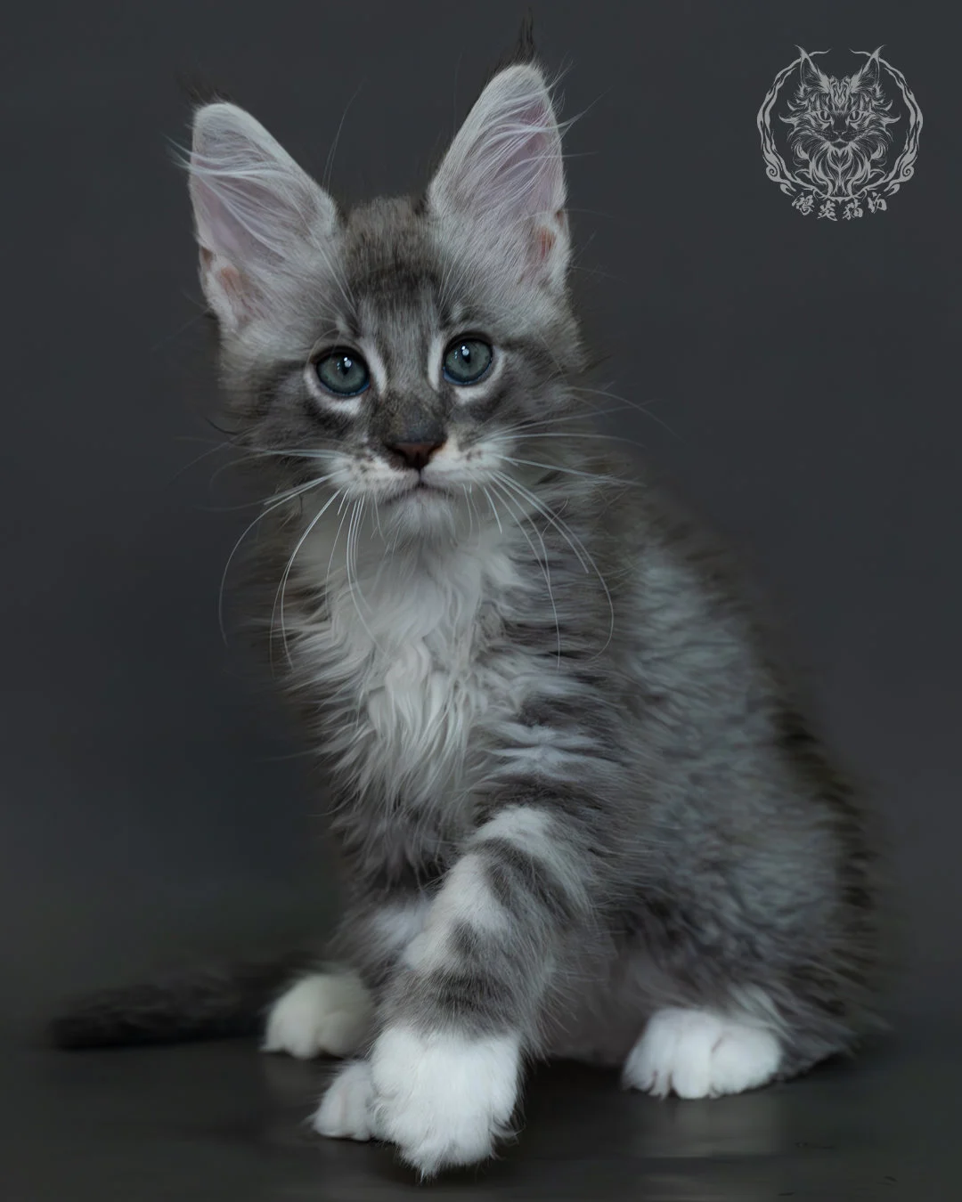 藍銀虎斑緬因貓 13