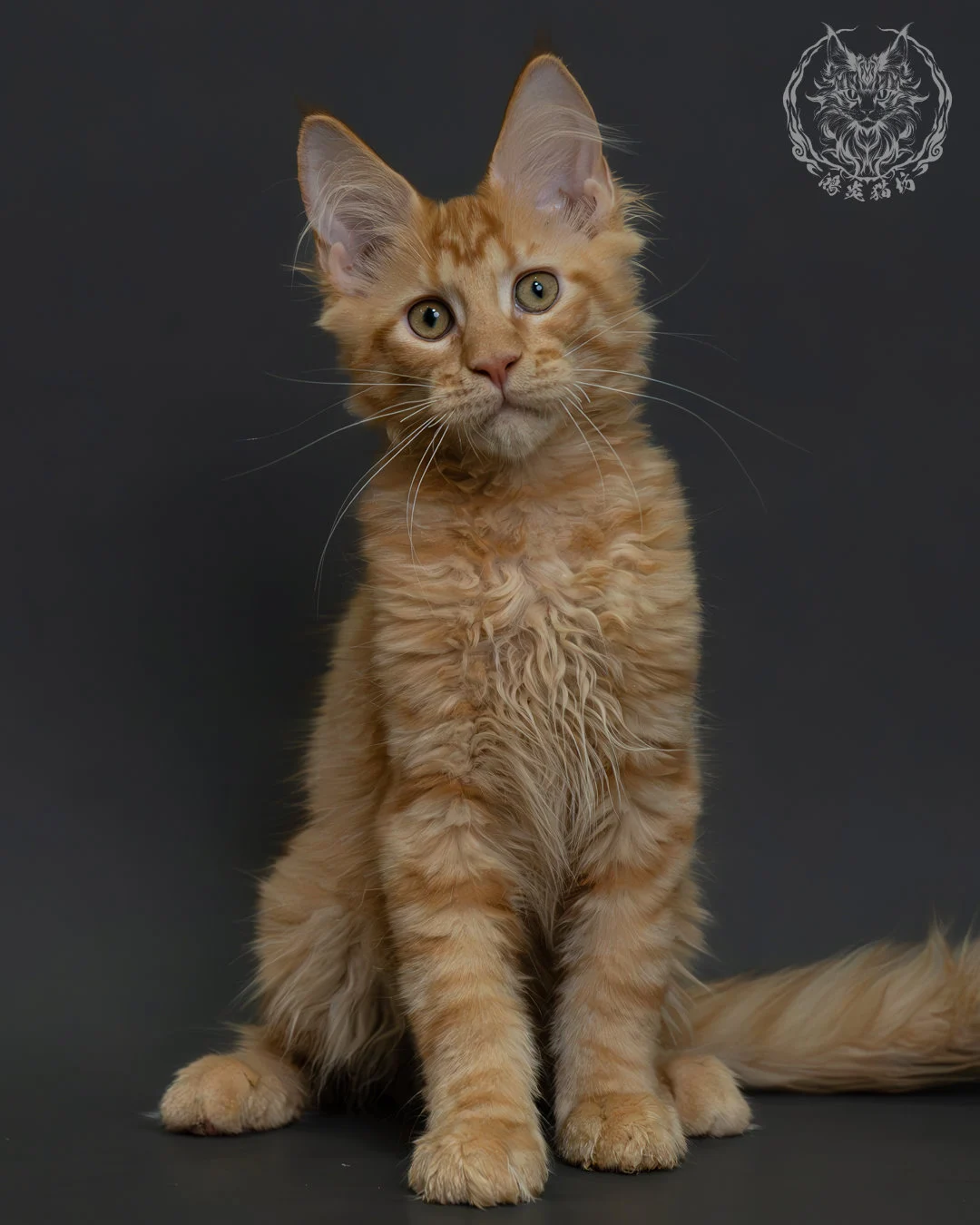 紅虎斑緬因貓 13