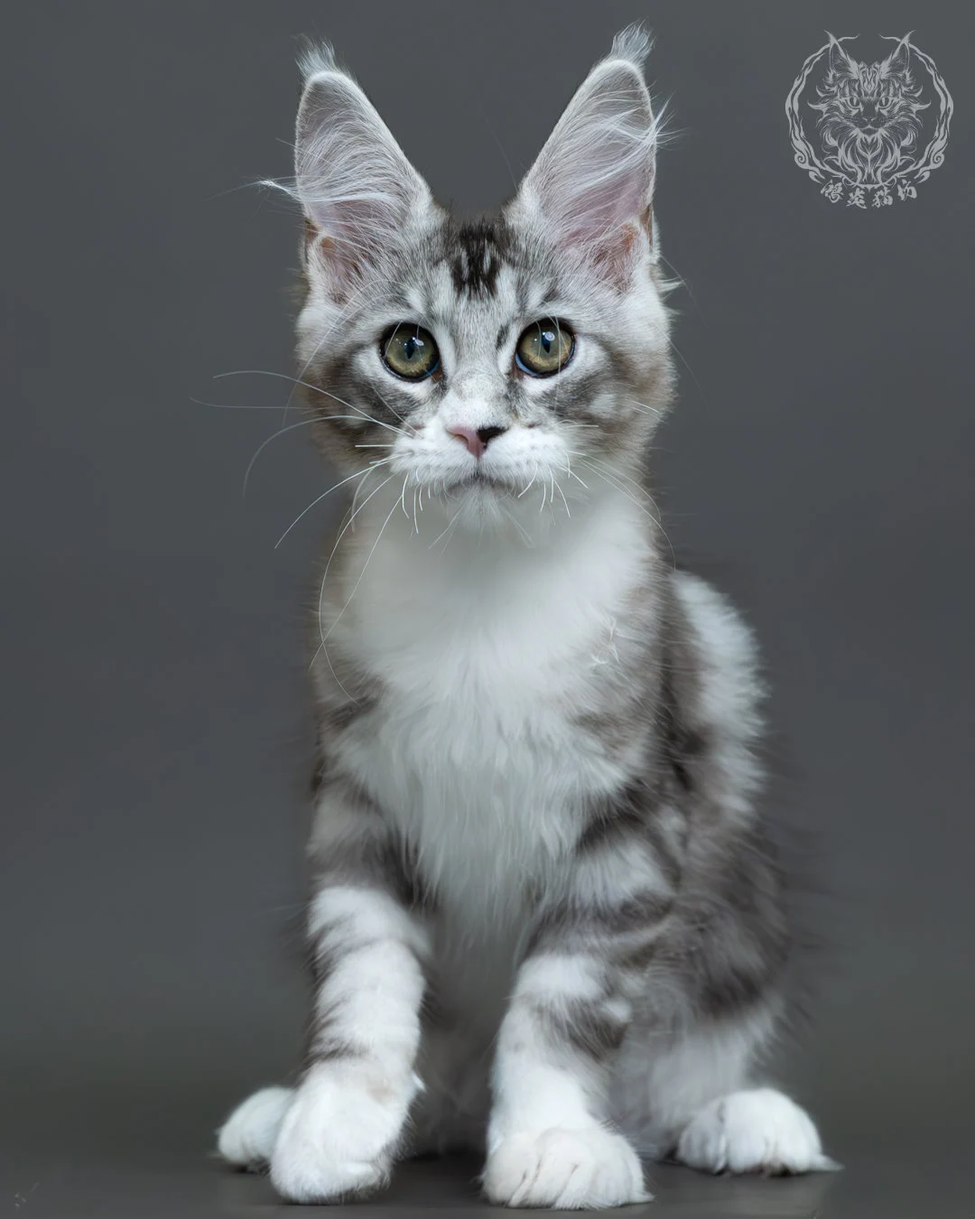 藍銀虎斑緬因貓 13