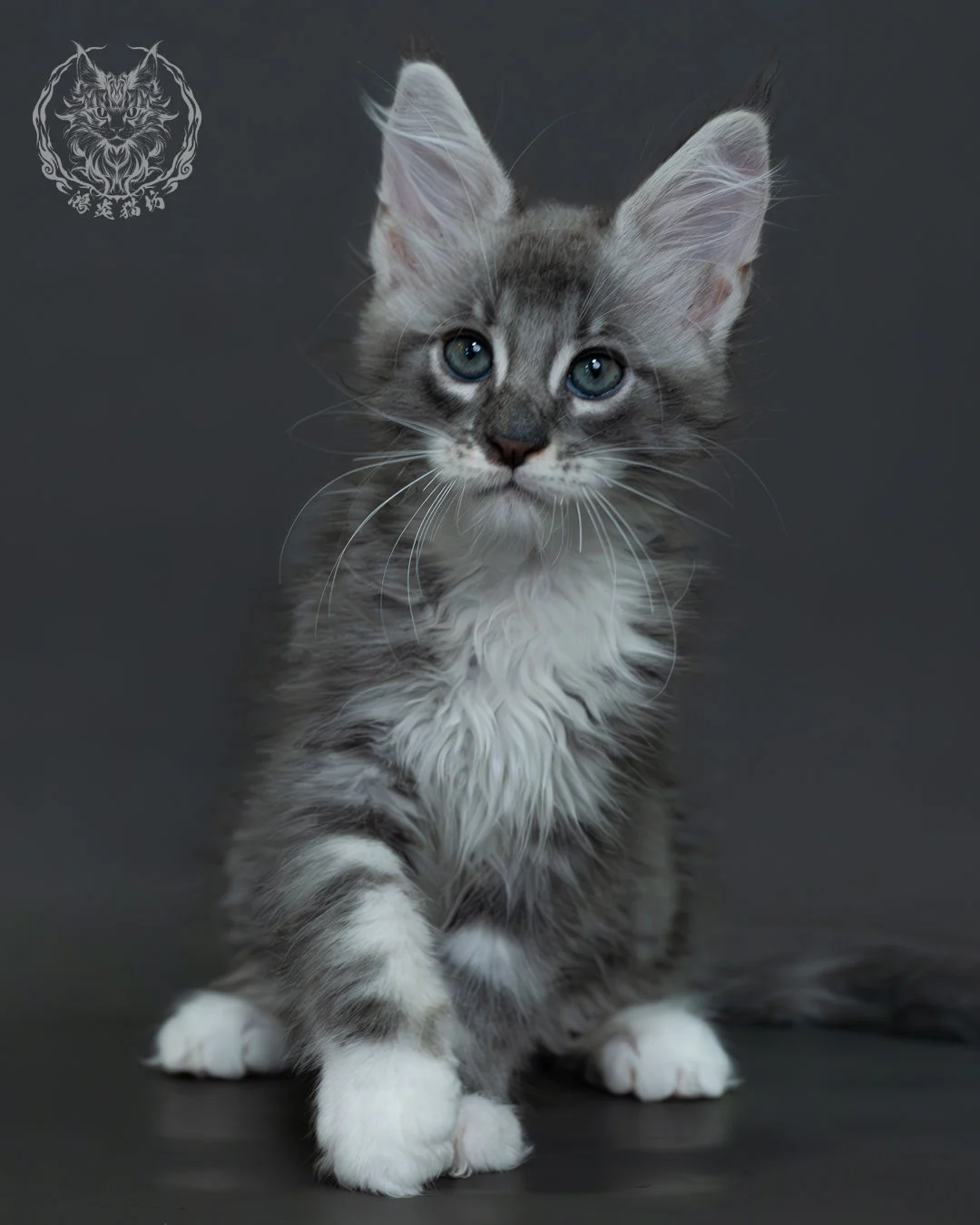 藍銀虎斑緬因貓 14