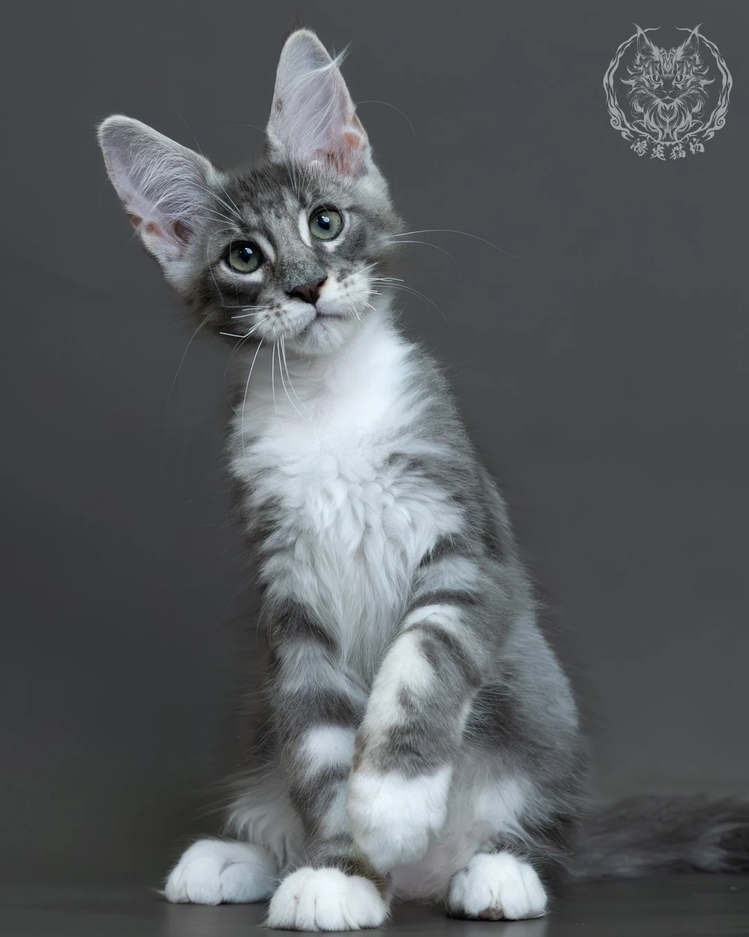 藍銀虎斑緬因貓 5